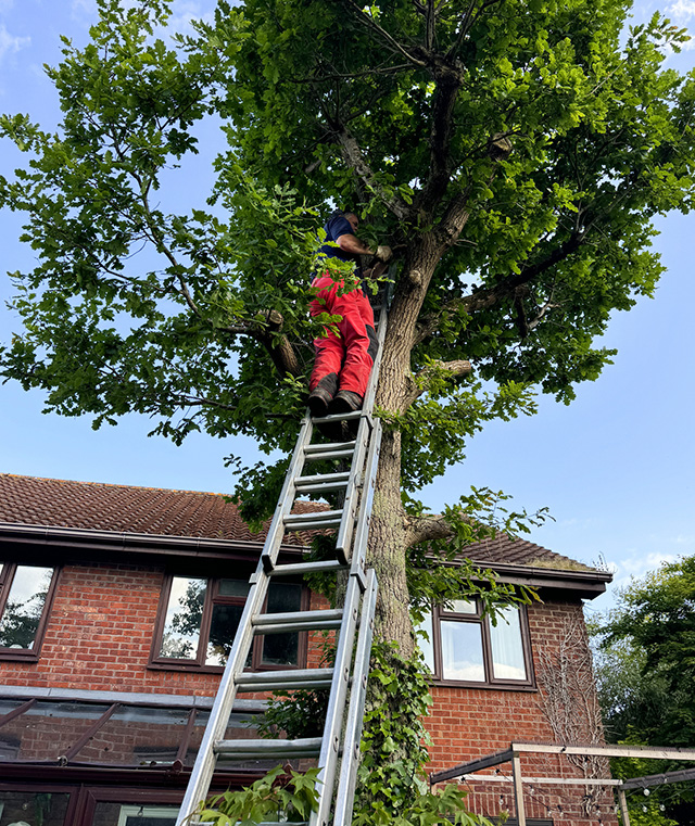 arborist services