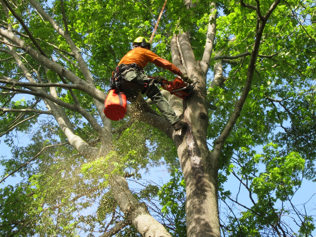 tree service springfield