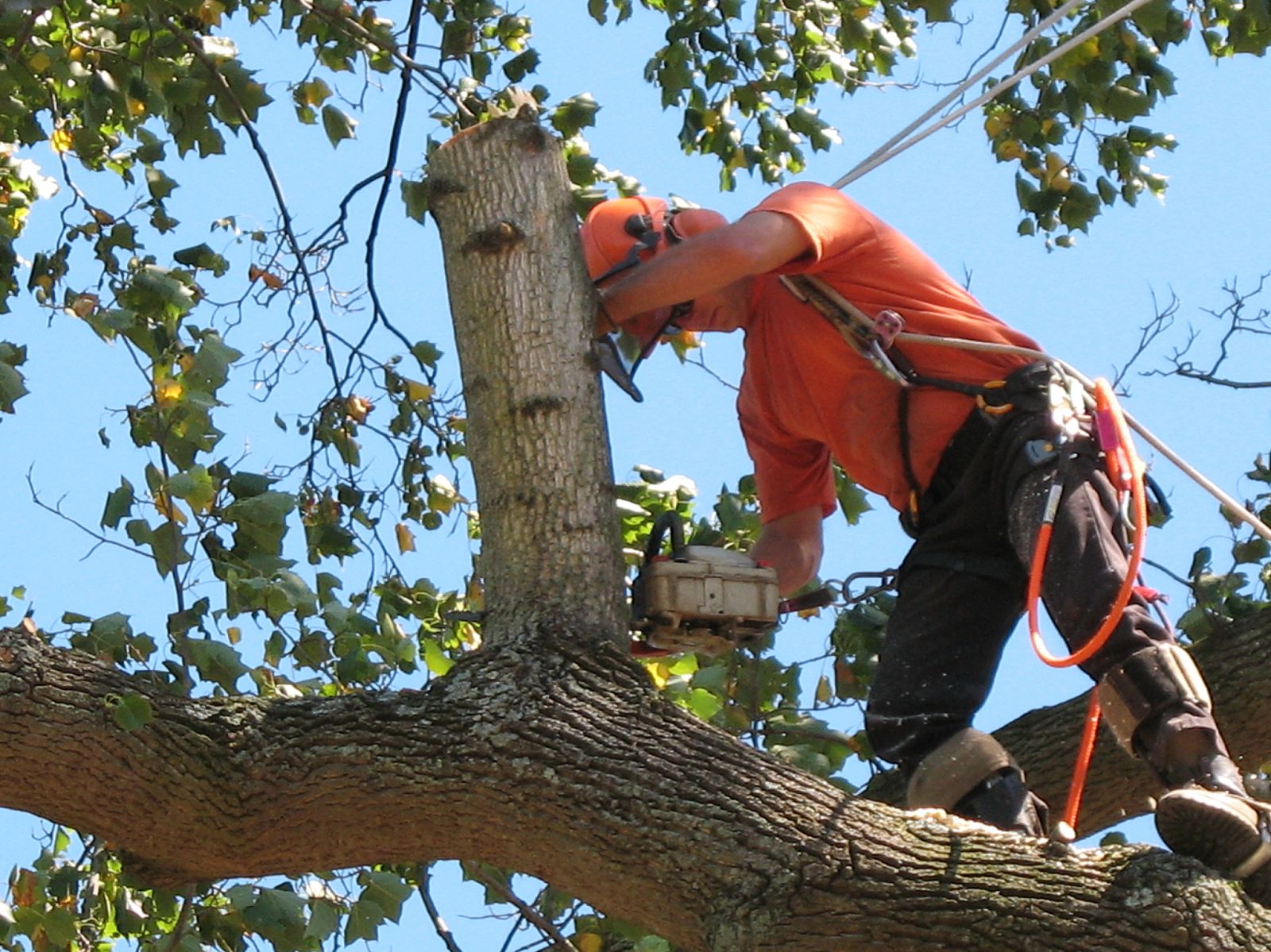tree trimming